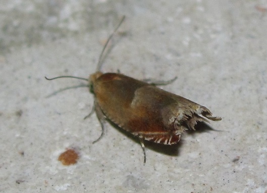 Ancylis mitterbacheriana?